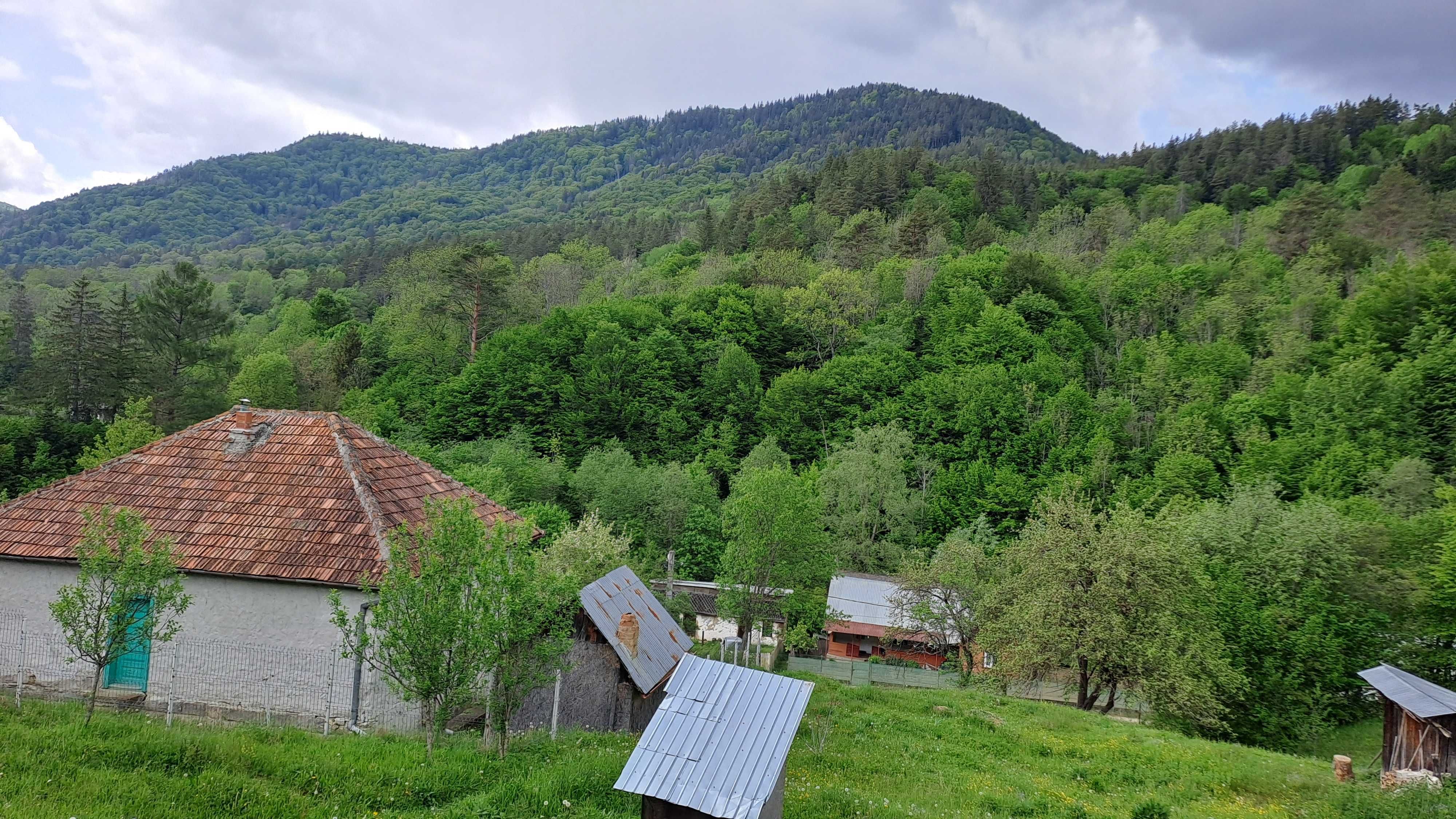 Pădure de vânzare, zona de munte a jud. Buzău