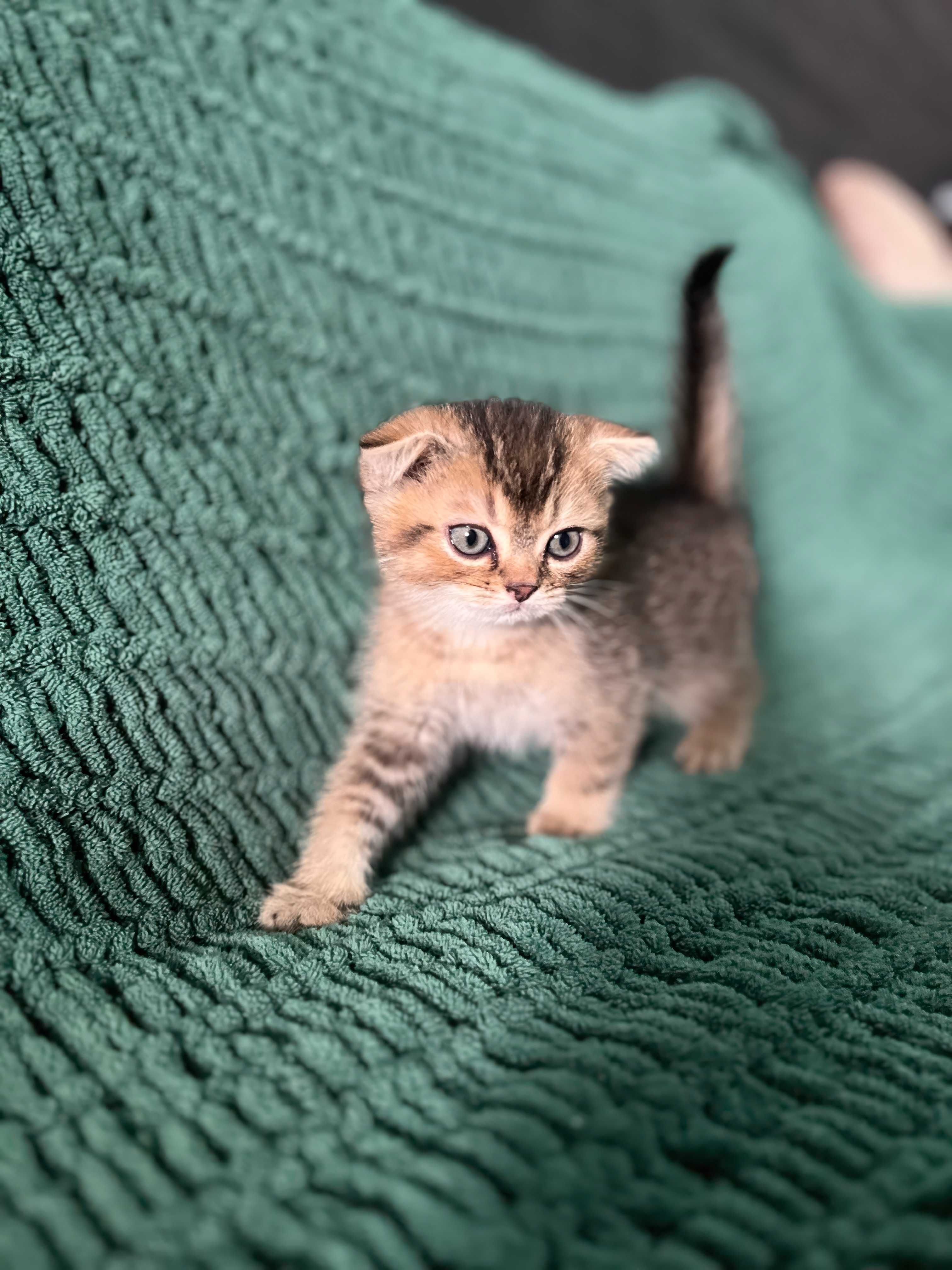 Милые котята скоттиш-фолд