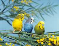 Papagali Perusi albaștrii si verzi