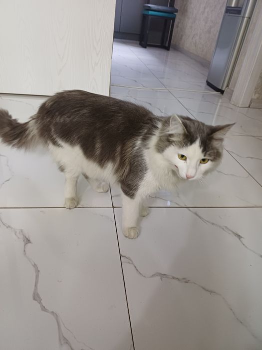 Отдам в добрые заботливые руки молодого кота