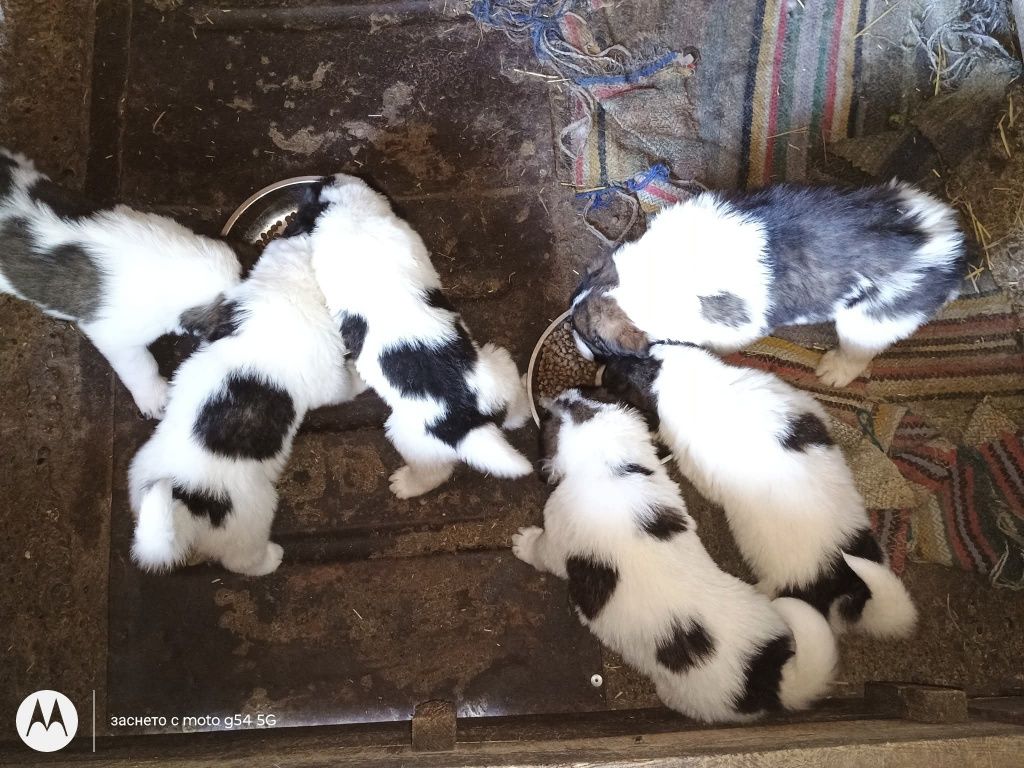 Продавам каракачанки