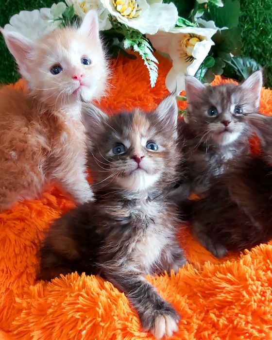 Мейн- Кунчики. "КУНЯШИ". Бронь и готовые