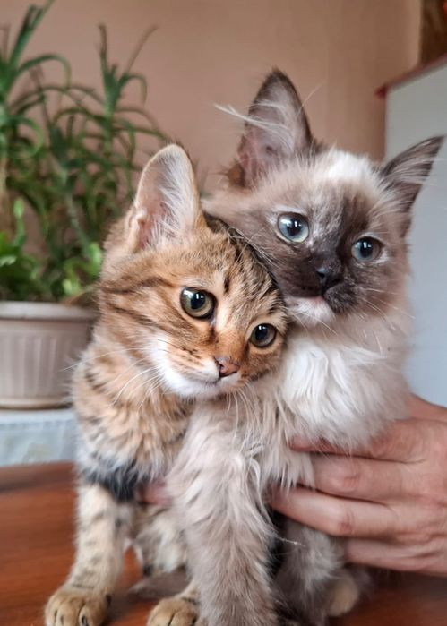 Отдам в добрые руки