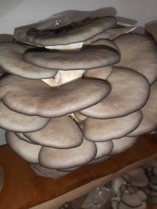 Saculeti gata pregatiti  pentru Pleurotus