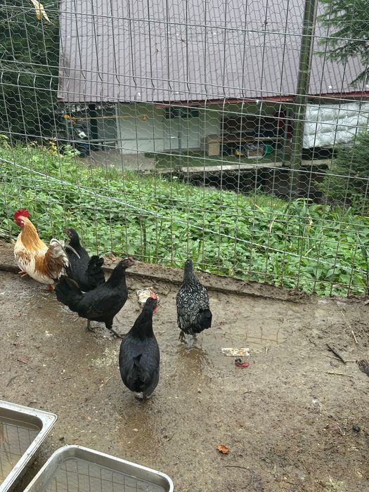 Gaini pitice de vanzare