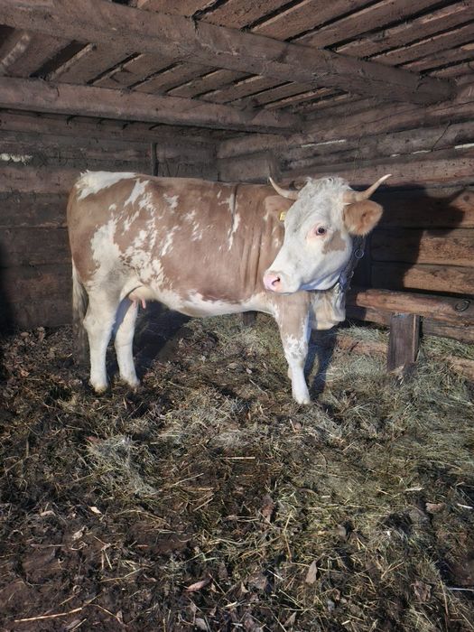 Vand juninca baltata romaneasca