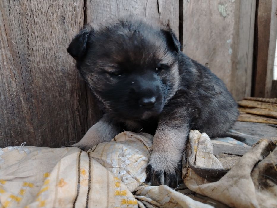 Отдам двух девочек щенков