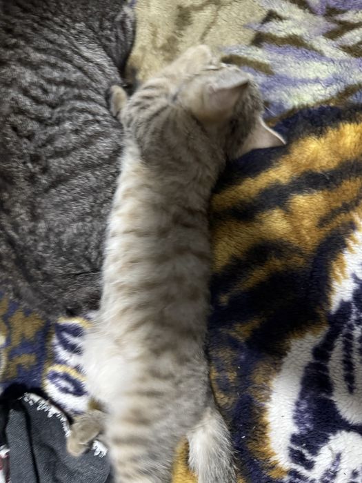 Остался последний котенок