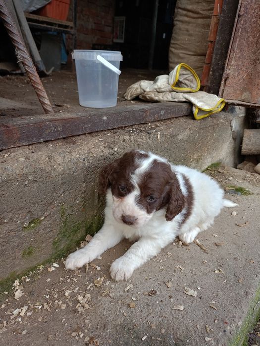 продавам кученца лагото-кокер