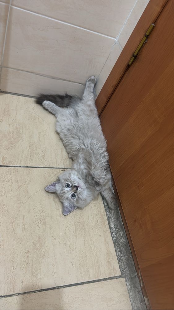 КОТЕНОК(3-4 мес.)