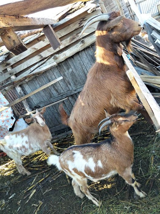 Vând capră cu iezi