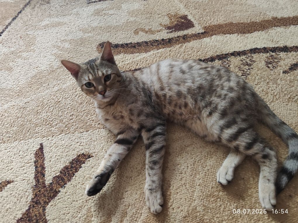 Кот в добрые руки