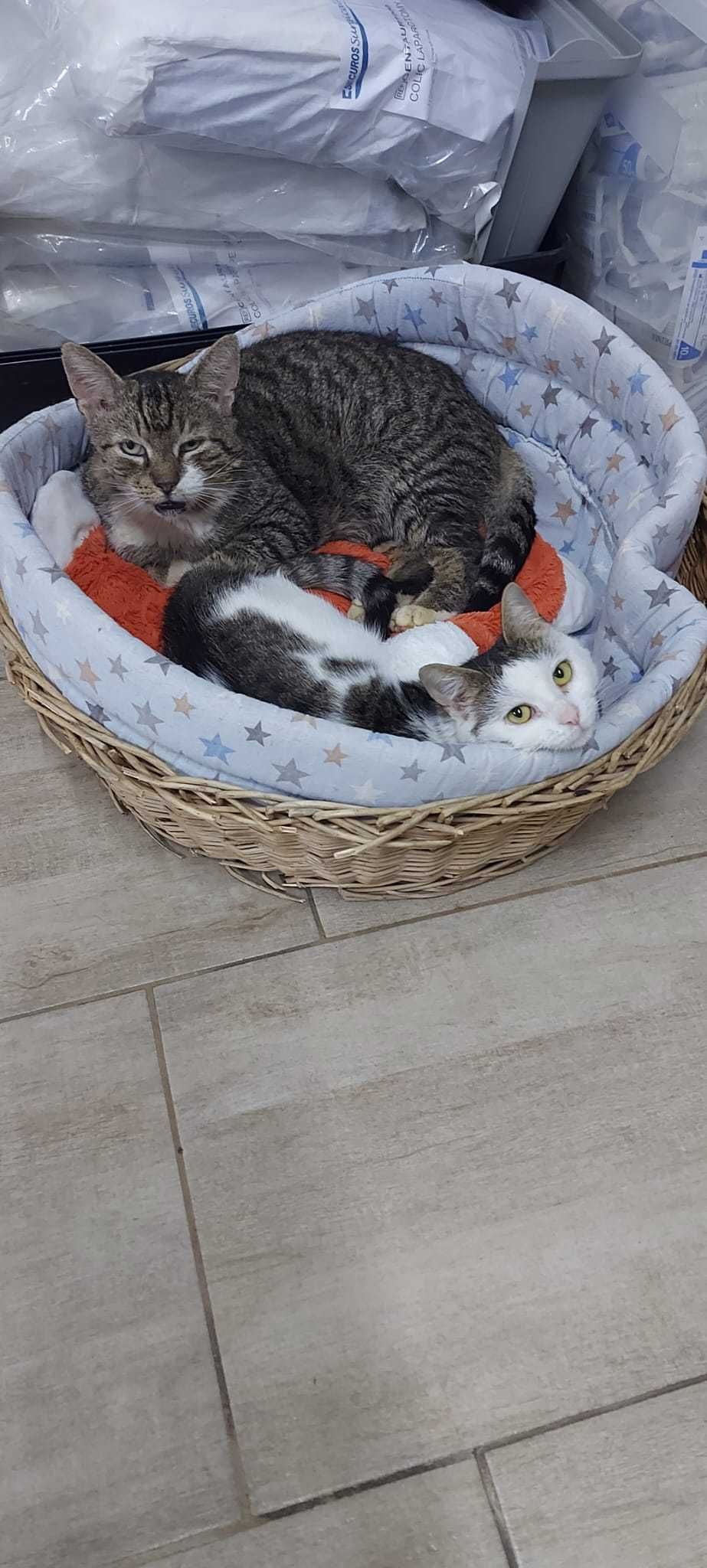 2 pisicute spre adoptie