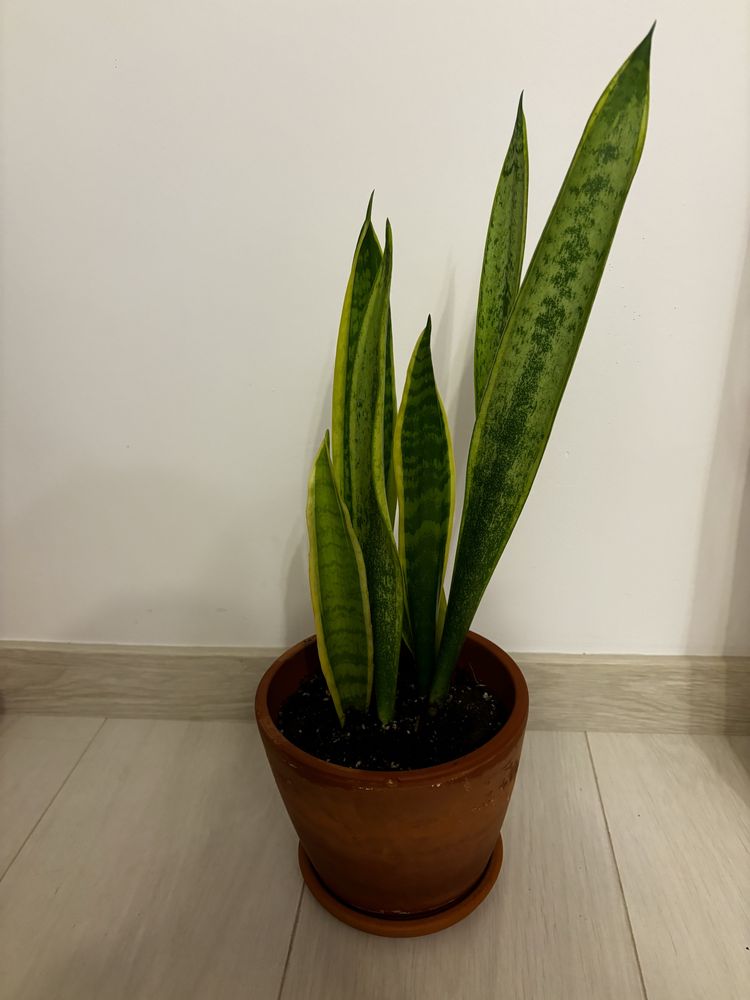 Planta apartament Limba Soacrei - Sansevieria in ghiveci ceramic