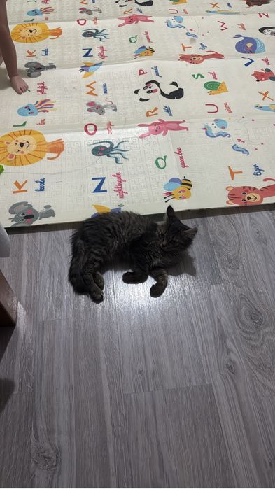 Отдам в добрые руки