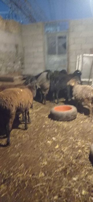 Кучкорлар сотилади зомин, киргиз, эдилбай, арашан