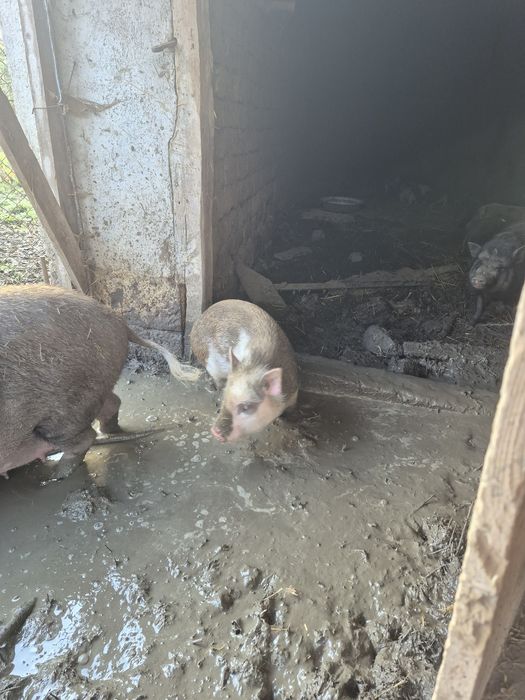 Виетнамски прасета