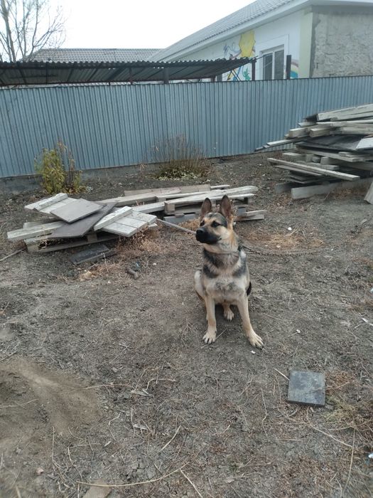 Неміс  овчаркасы