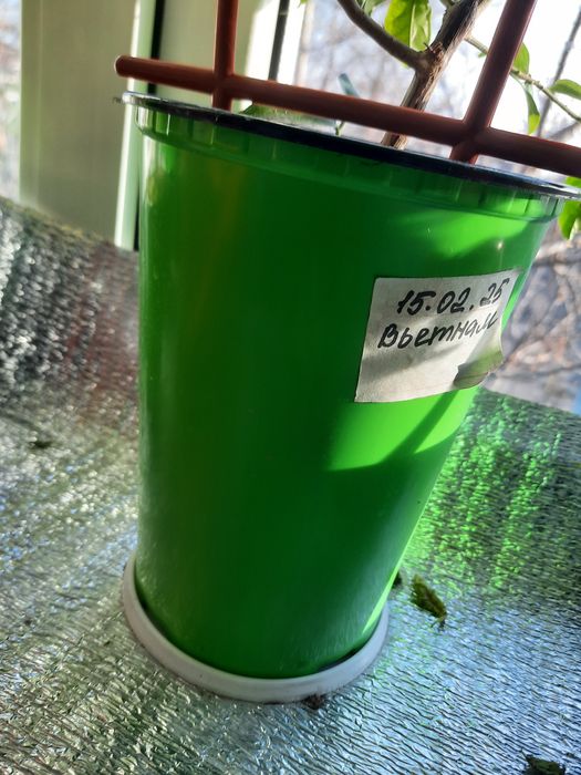 Продам цветущую бугенвиллию