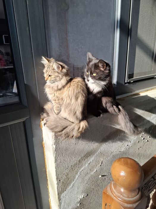 Текинга бервораман мушук боллари