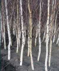 Mesteacan Alb betula