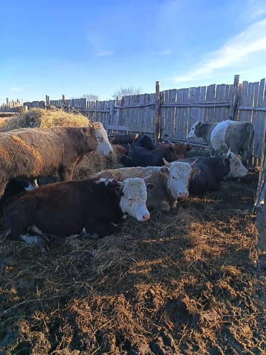 Продам бычков полтарашек