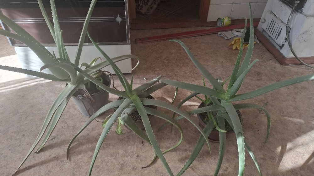 Алое. Вера.  лечебное