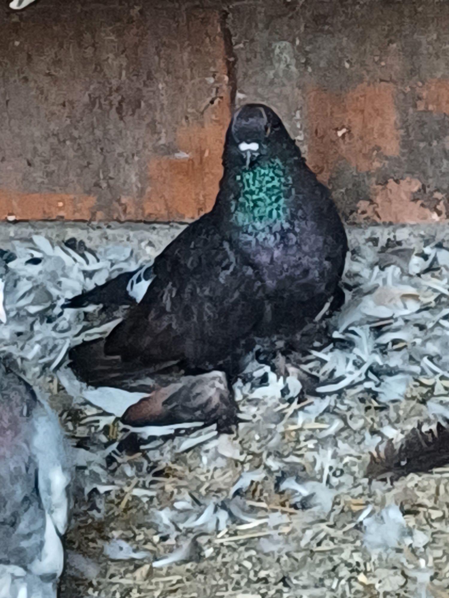 Porumbei    King