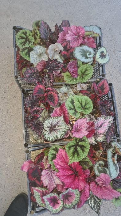 Xar xil turdagi gullarimiz sotuvda