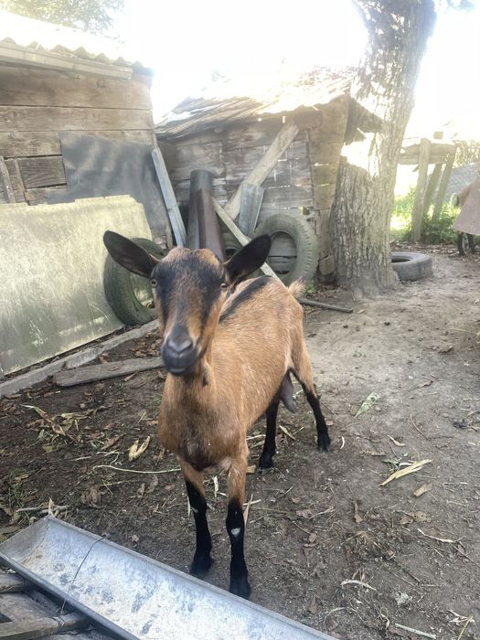 Capra Alpina Franceza