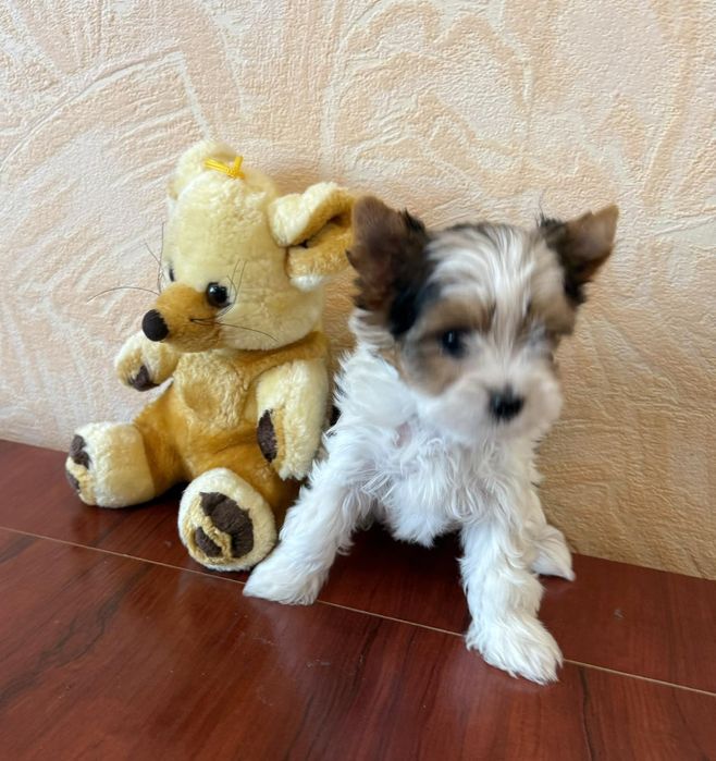 Бивер йоркширски териер