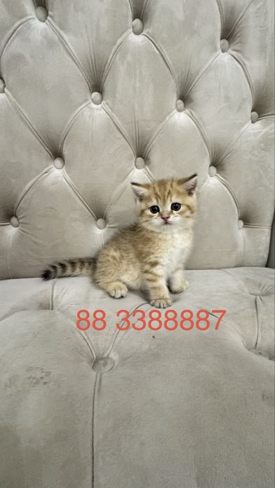 Продаётся чистокровный котята золотая шиншилла