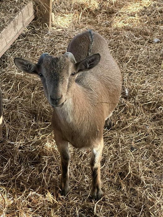 Ieduța pitica de vanzare