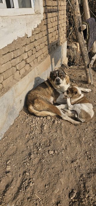 Tekinga beraman chorvachi akalarga qoy boqa oladi