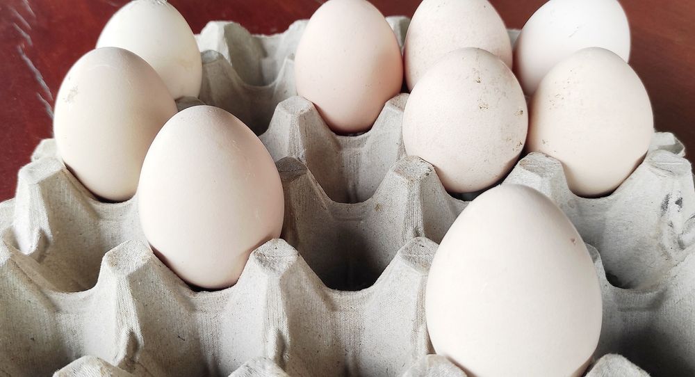 Vând 9 ouă de păun