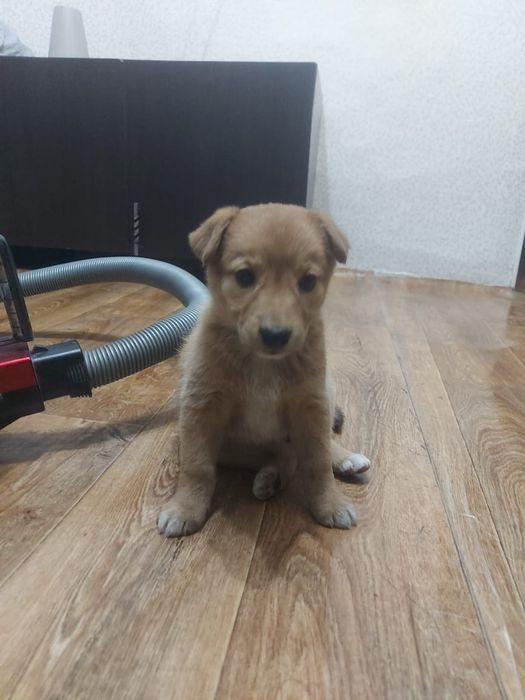 Отдам в добрые руки