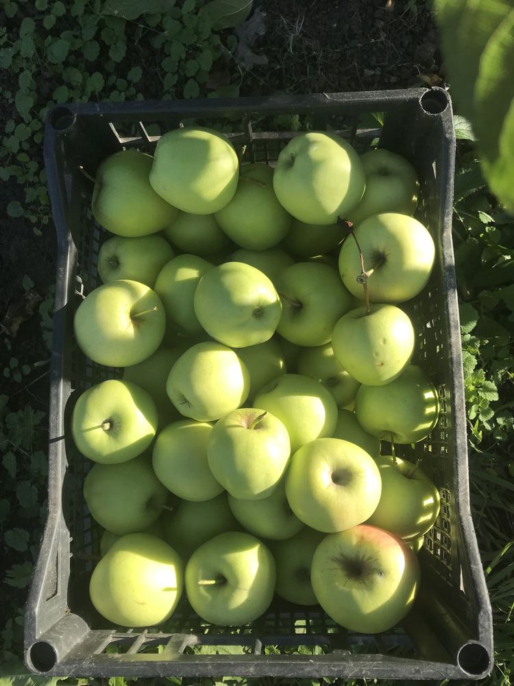 Vând mere producție proprie