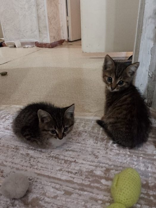 Отдам котят бесплатно