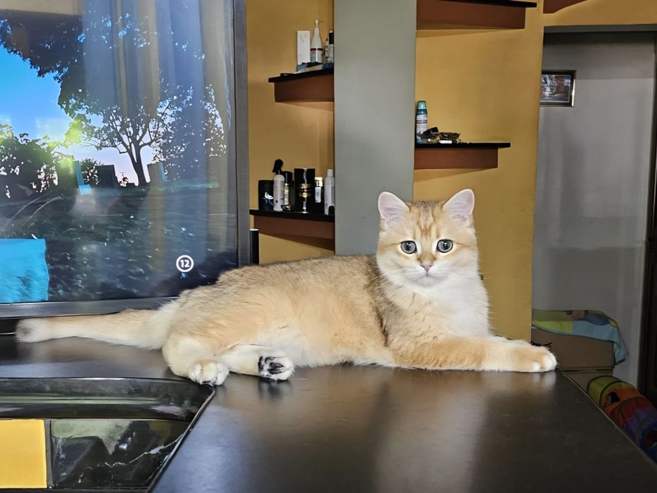 british golden shorthair cu pedigree