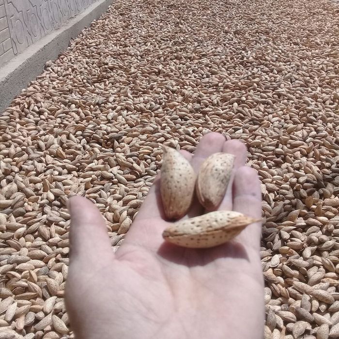 BODOM yangi sortlar bor uchatlarimiz  sortiga qonuniy kafolat beramiz