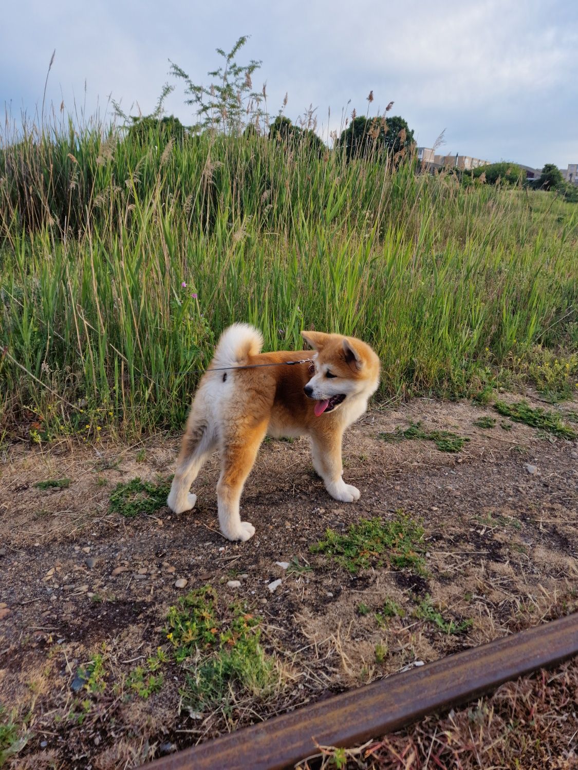 Akita Inu japonez din canisa autorizata