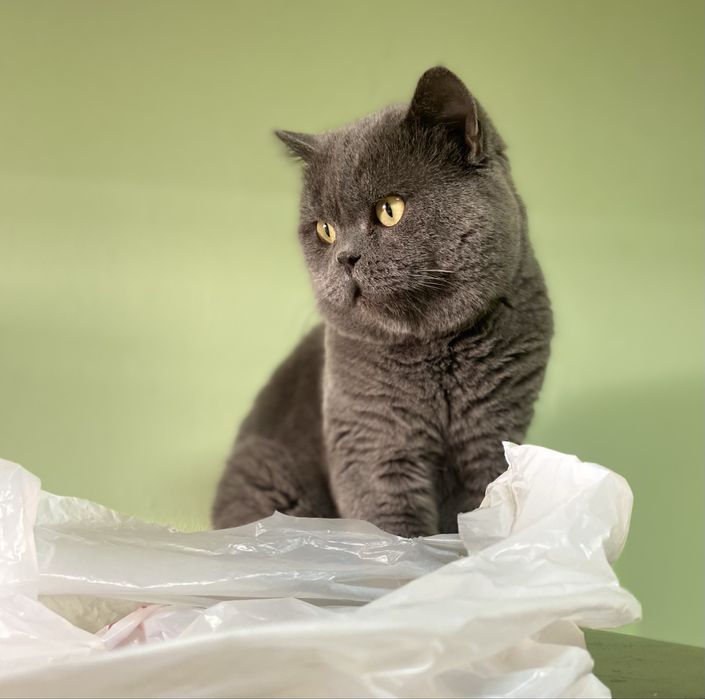 Скотиш страйт с опытом вязки