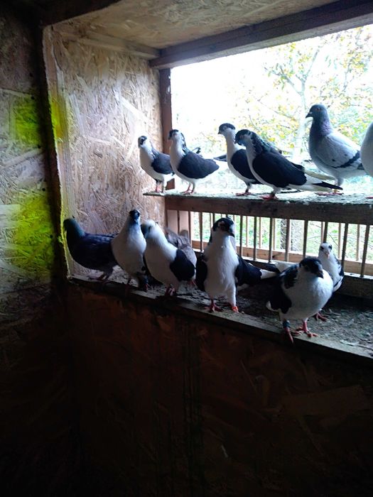 Vând jucători de galați