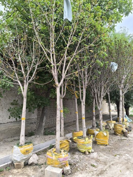 Kashtan va boshqa kochatlar optom narxlarda sotiladi