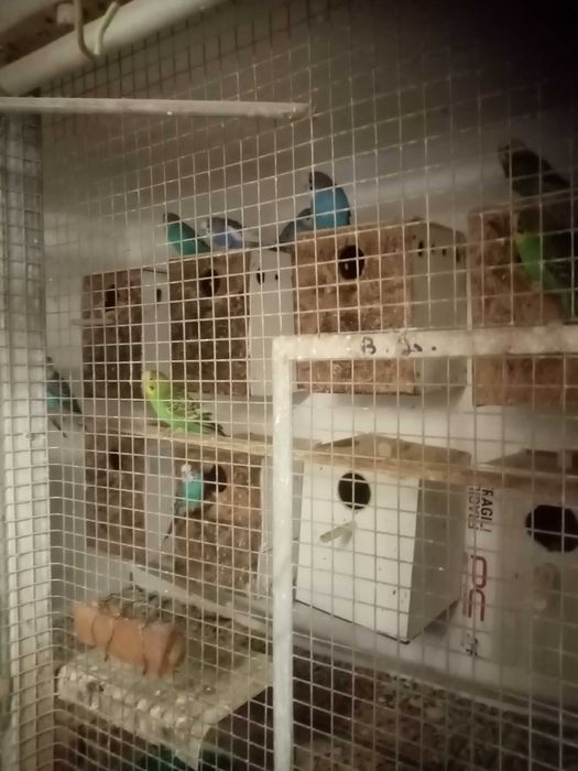 Peruși de vânzare zebre australiene porumbei standard