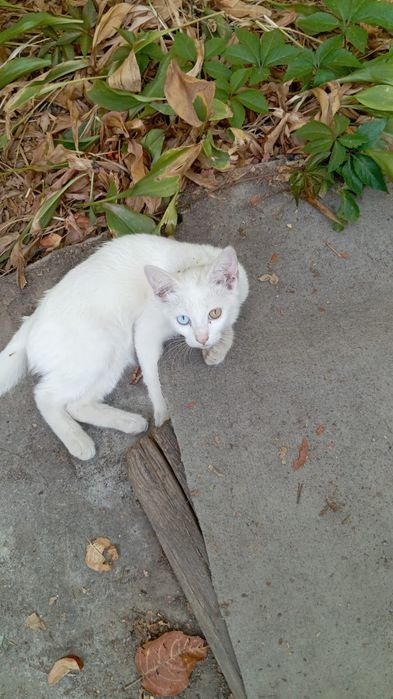 Котята ищут дом СРОЧНО