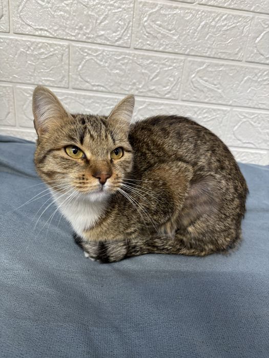 Отдам в хорошие руки