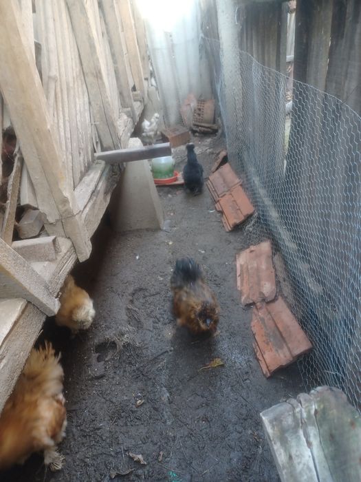 Vând găini mătase japonez