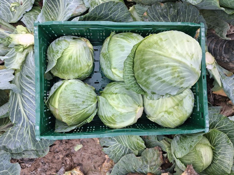 Varza de pastrare Coronet