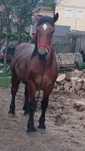 Vind minz de 1.5 luni cuminte